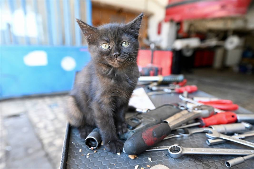 Tamirhanenin yeni Çırak'ı görenlerin yüzünü güldürüyor 1